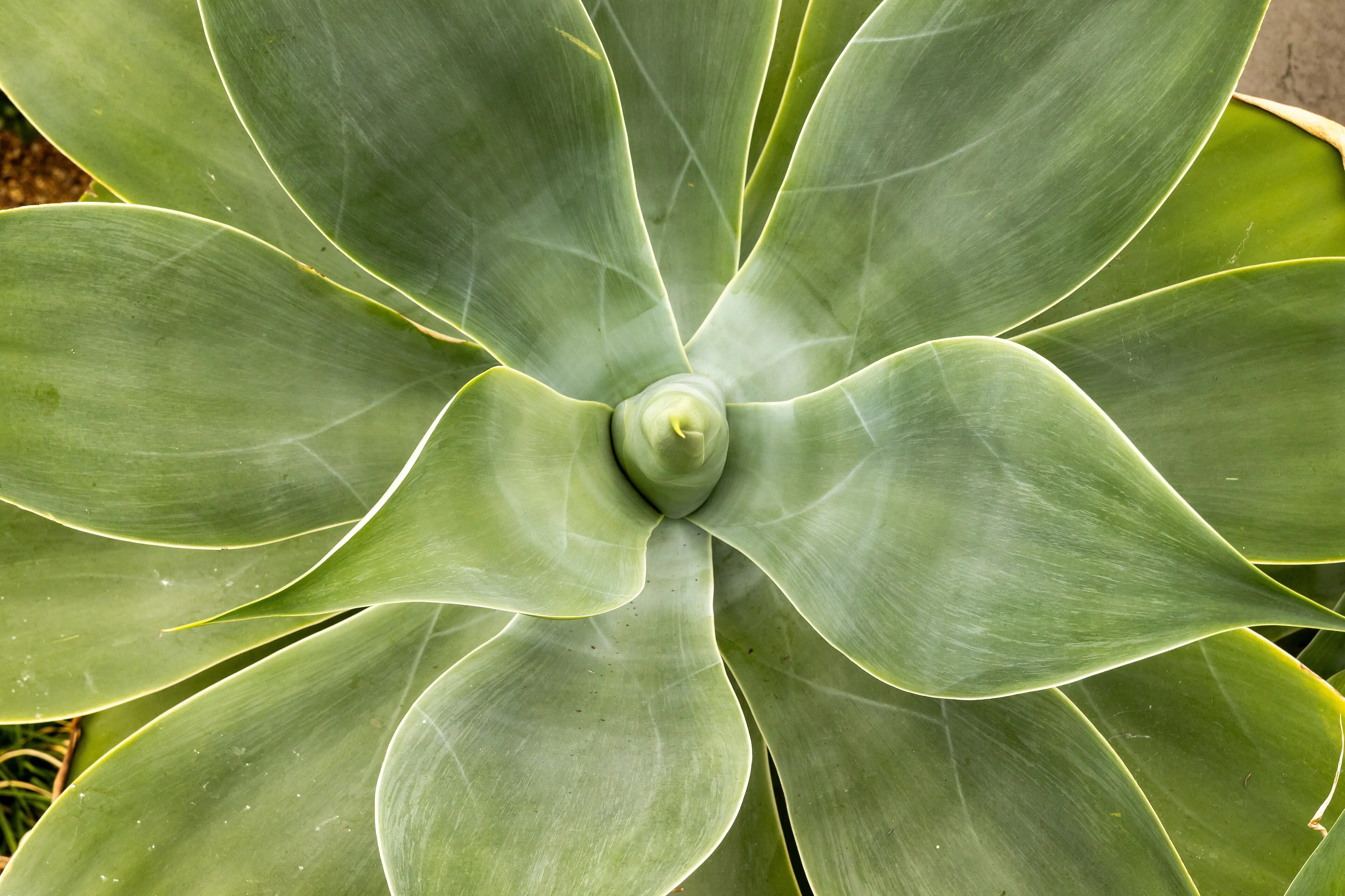 Rosette of Agave attenuata photographed from above