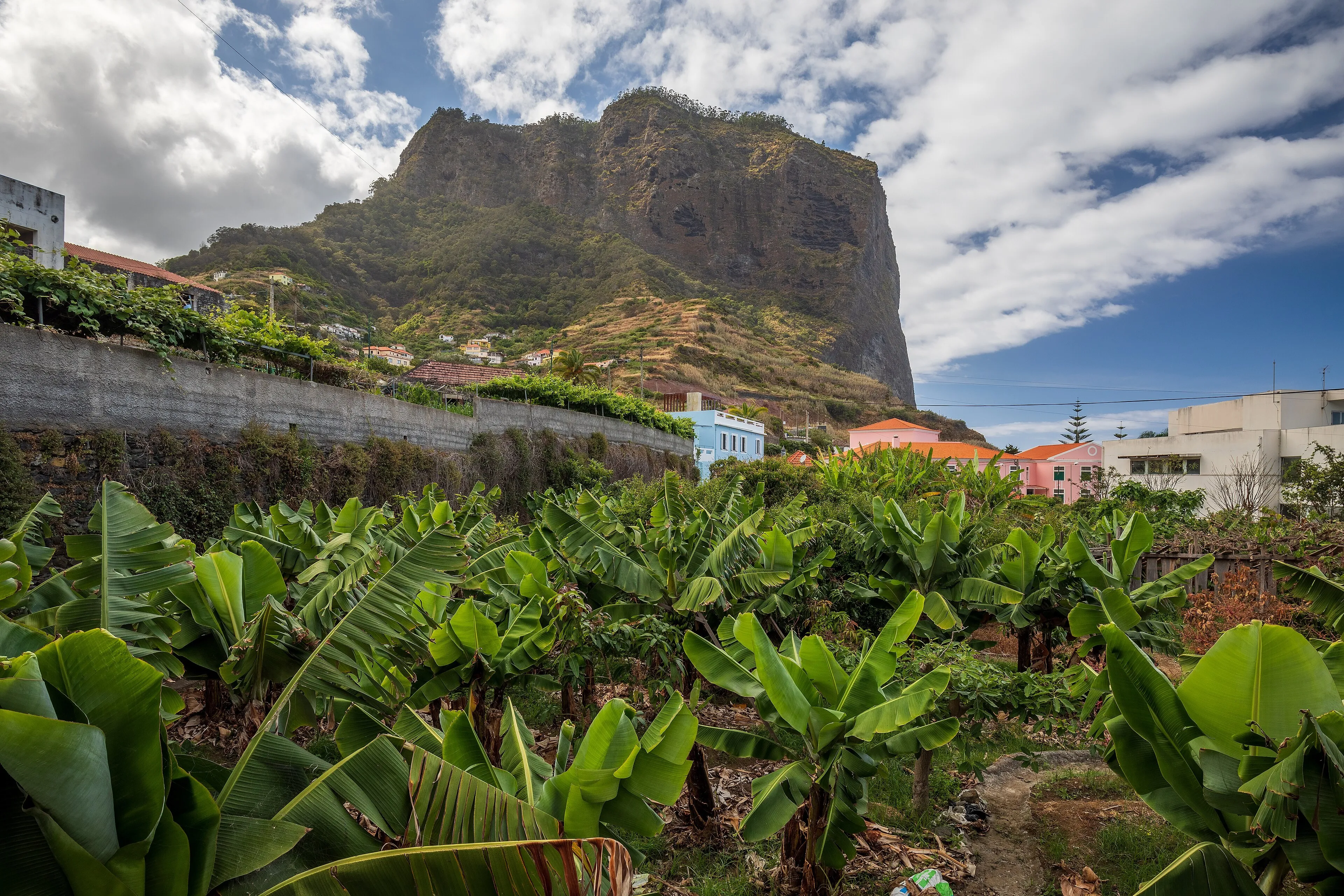 Banana terraces retained by stone walls on a Madeira hillside