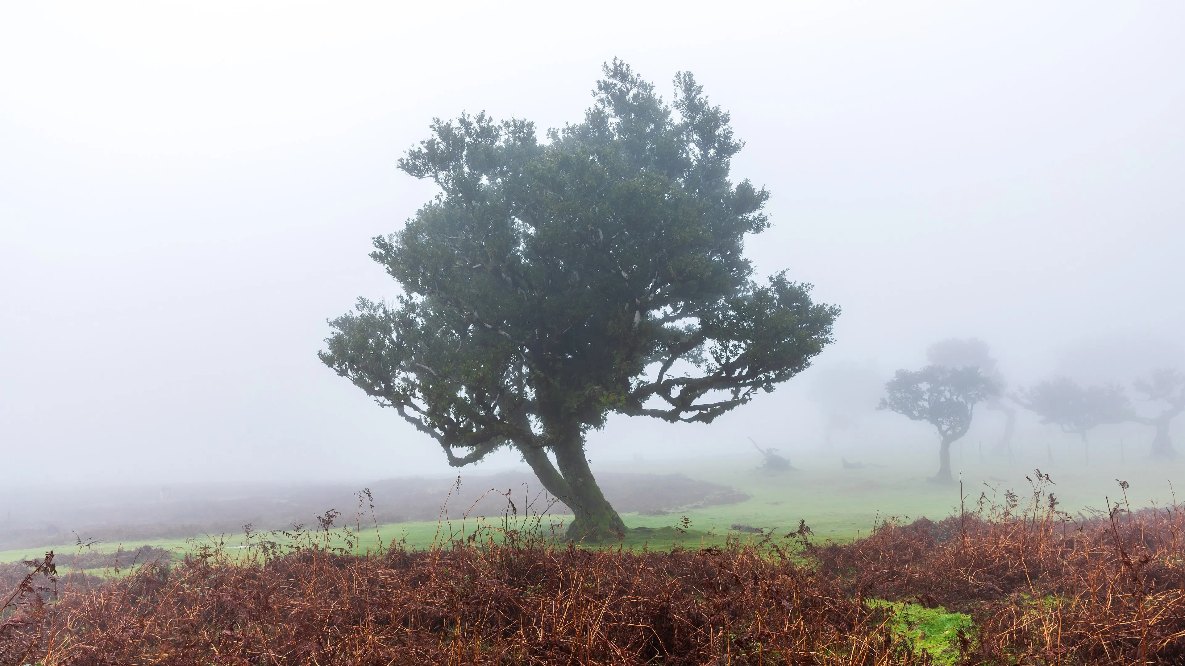Laurel forest trees standing in mist at Fanal, Madeira
