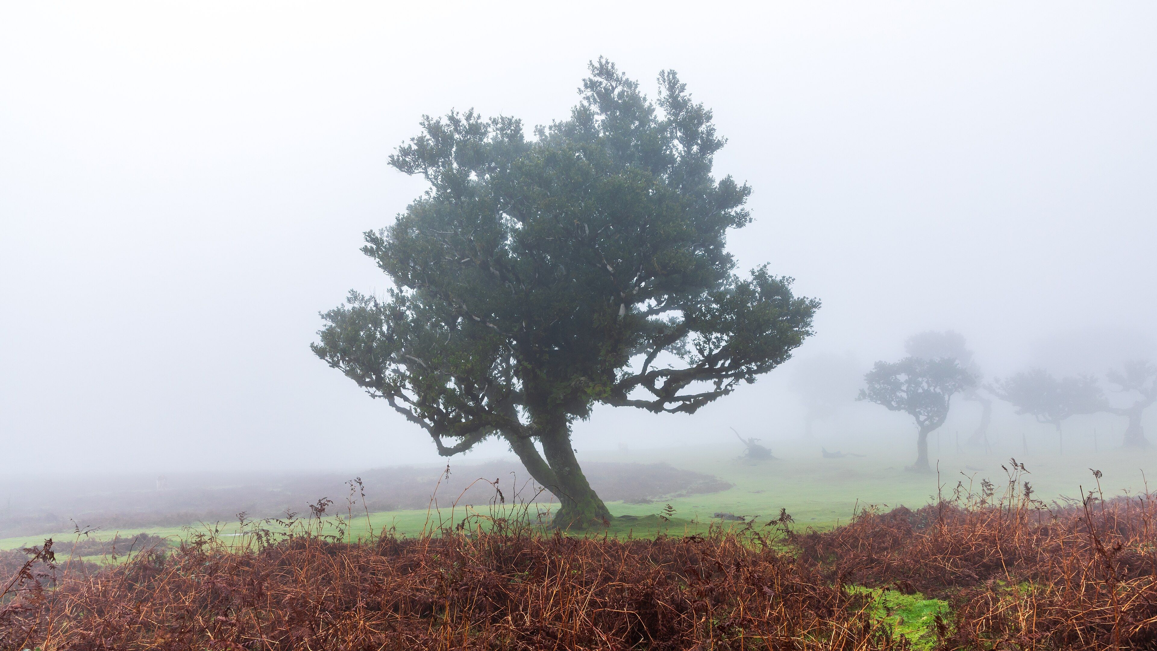 Laurel forest trees standing in mist at Fanal, Madeira