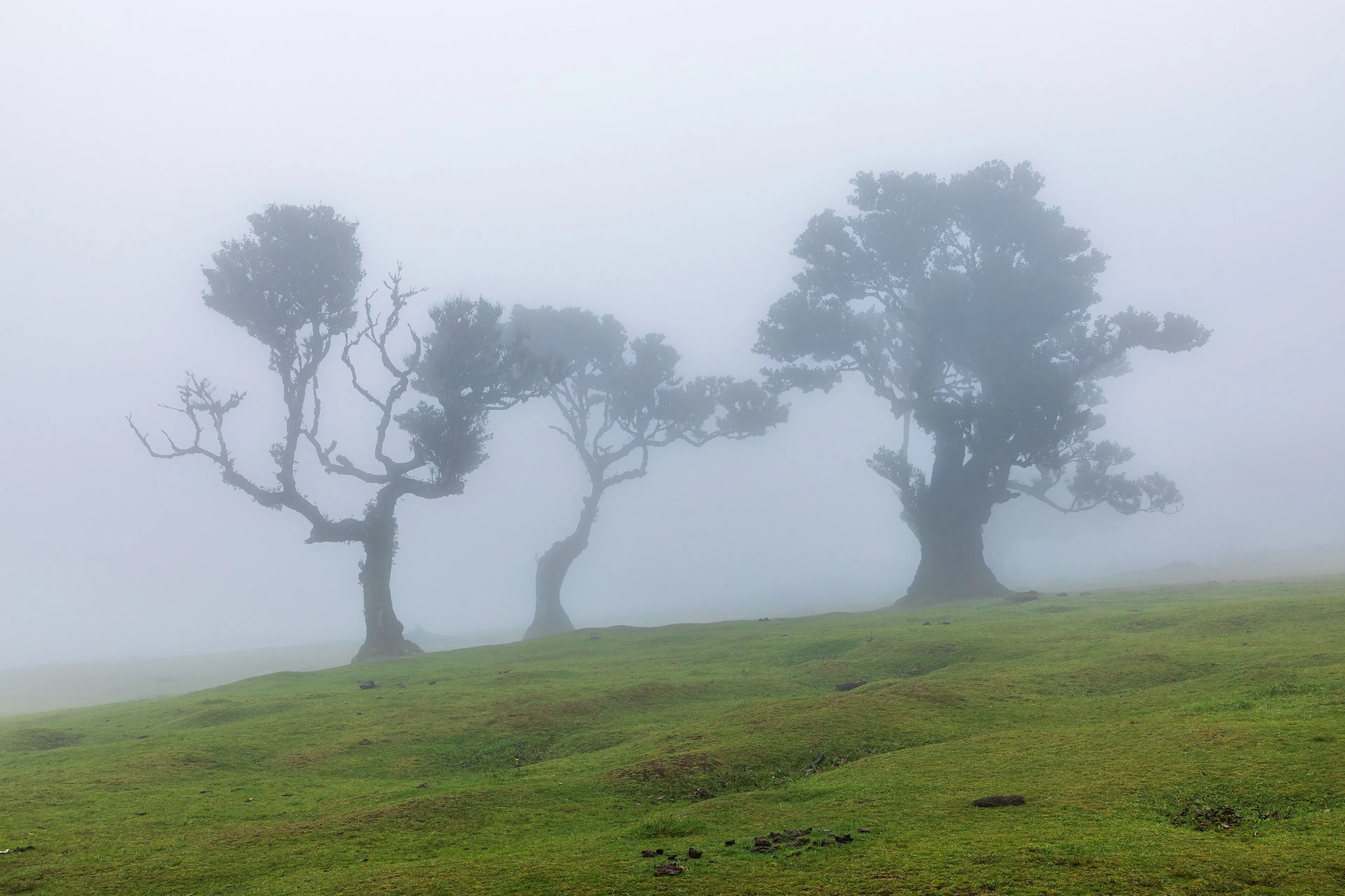 Moss-covered laurel trees in cloud forest at Fanal, Madeira