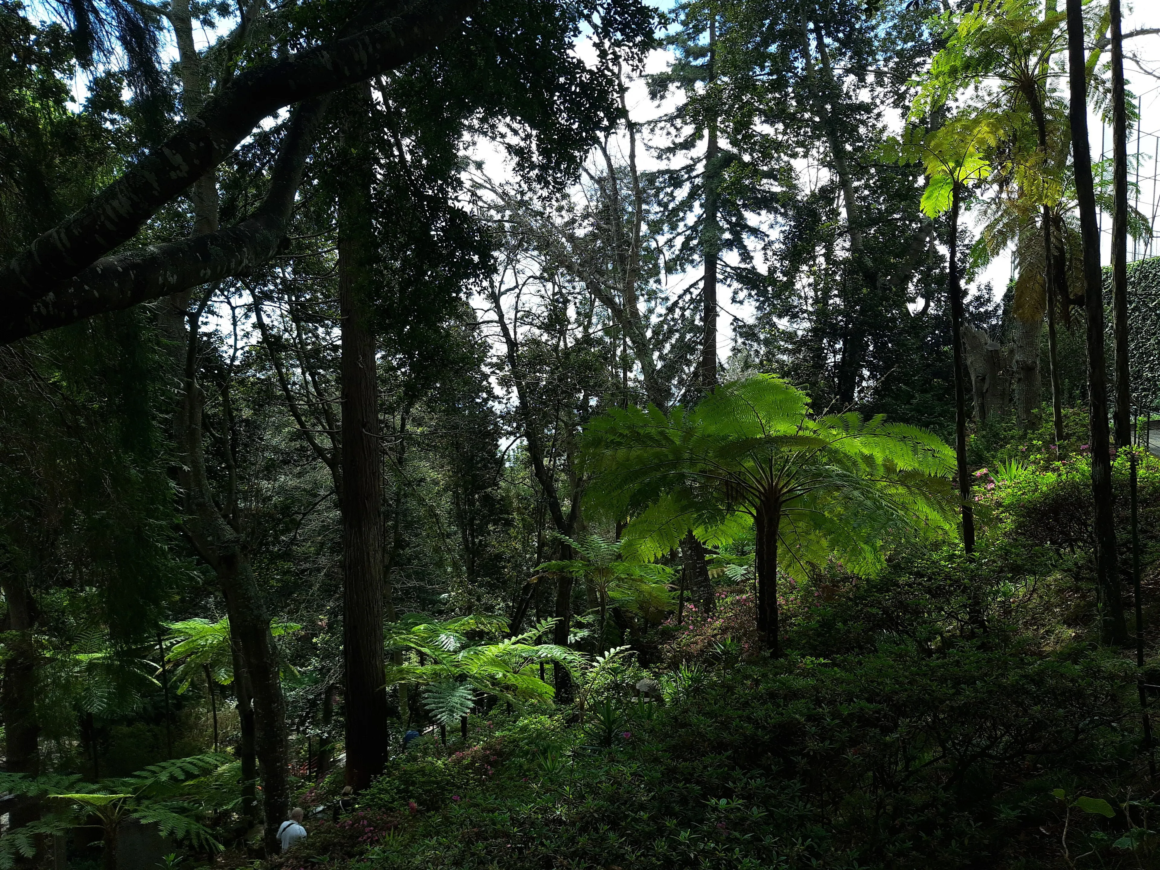 Dense canopy of tree ferns filtering light