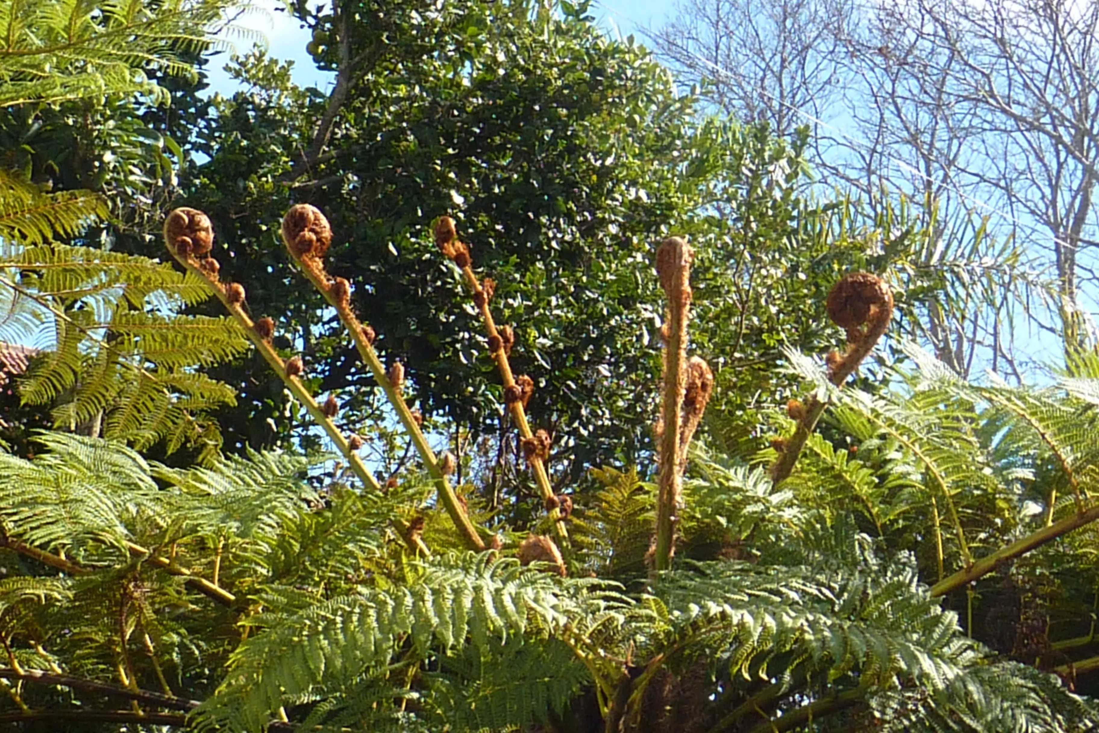 Unfurling fern fronds in deep shade