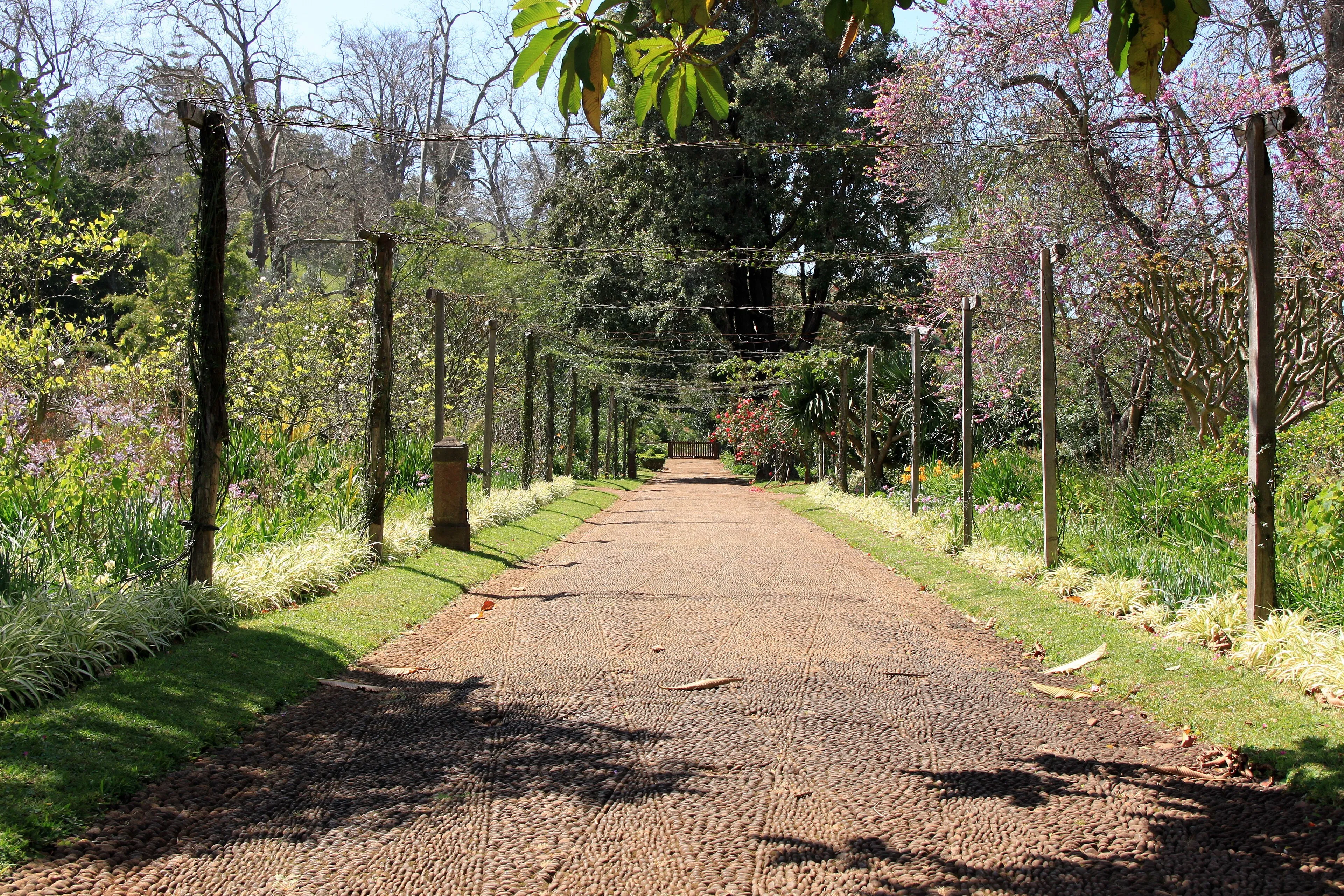 Gravel path through a mature Madeira garden, edged with clipped planting